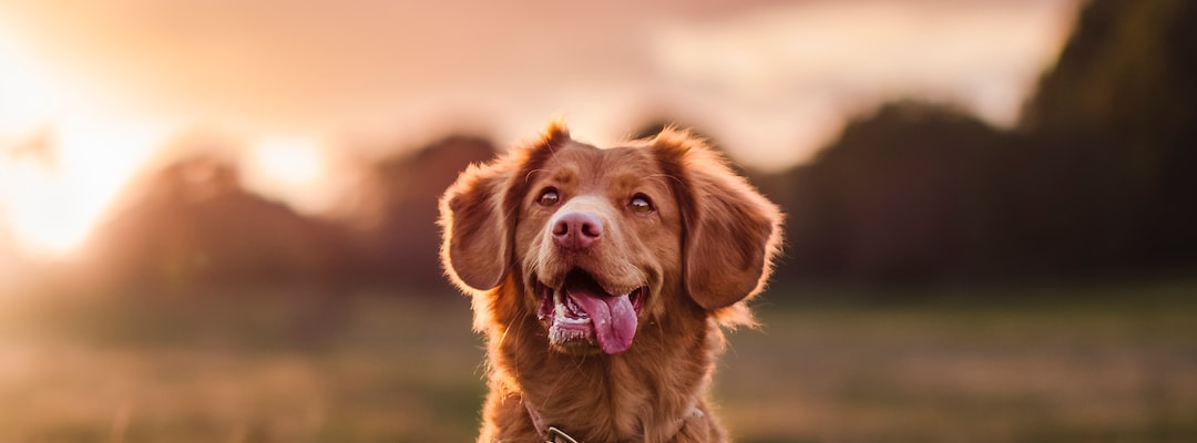 Imagem de um cão na cor marrom com a língua para fora.