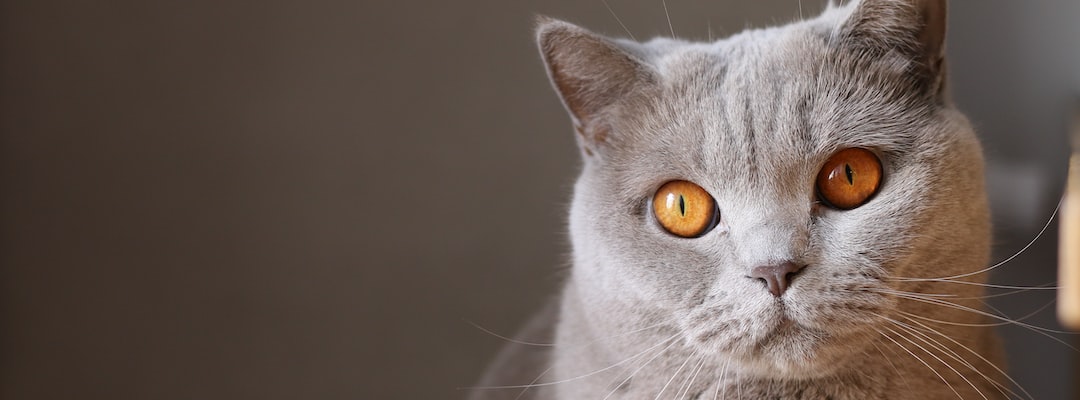 Imagem de um gato com olhos amarelos.